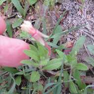 Imagem de Oenothera laciniata Hill