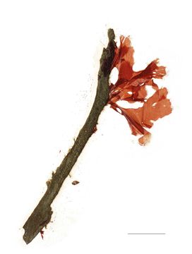 Image of <i>Smithora naiadum</i>