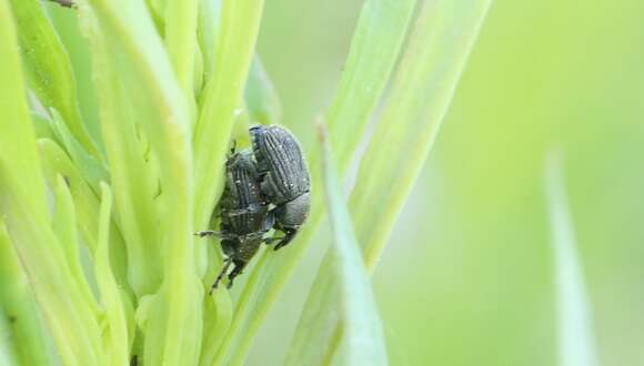 Image of Weevil