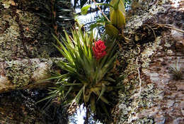 Image of Tillandsia geminiflora Brongn.