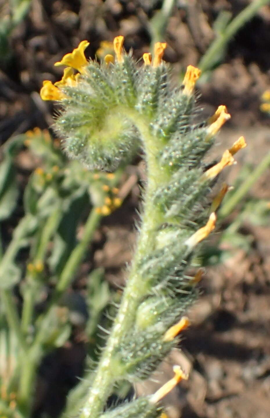 Plancia ëd Amsinckia menziesii var. menziesii