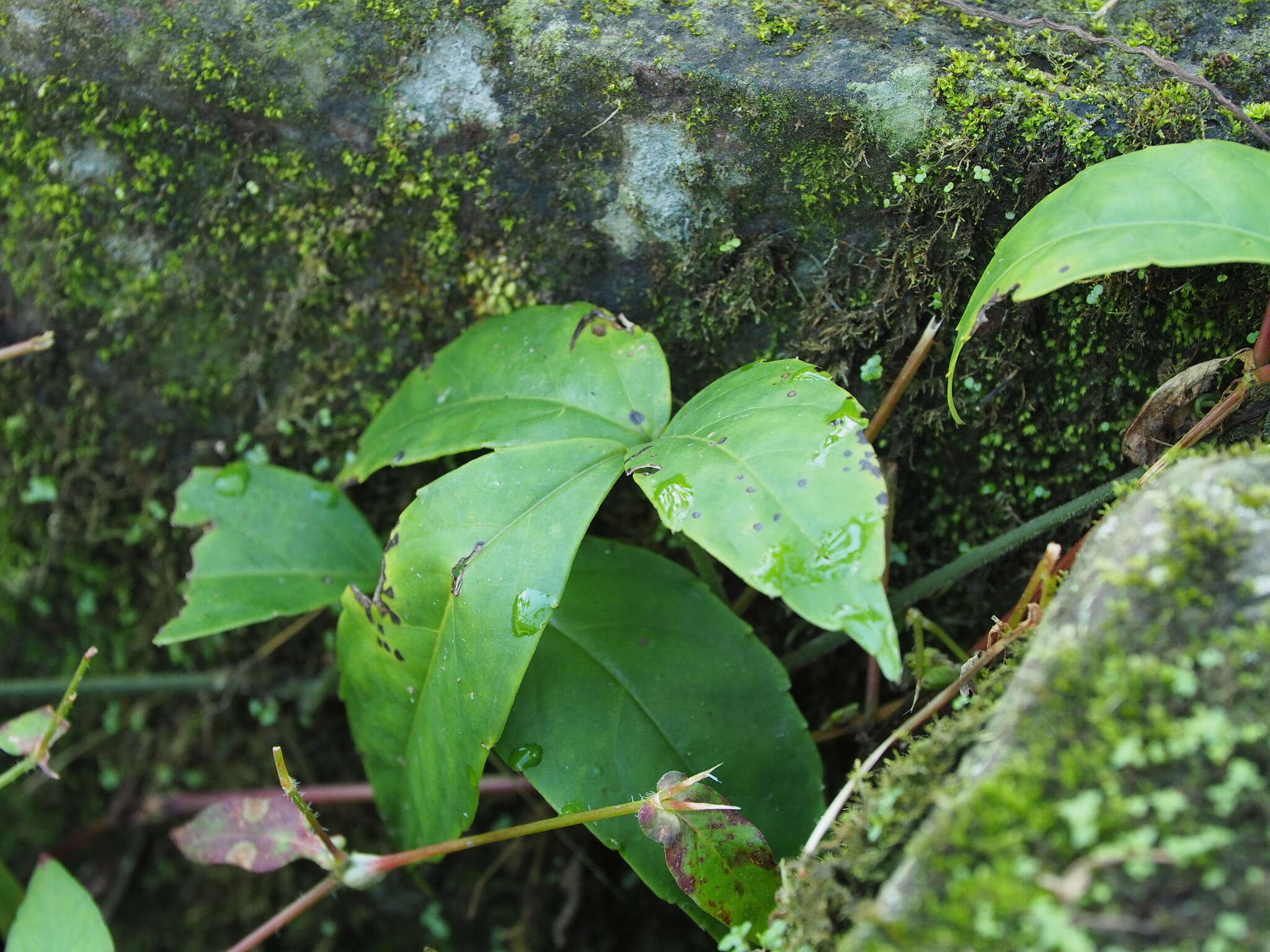 Imagem de Tetrastigma hemsleyanum Diels & Gilg