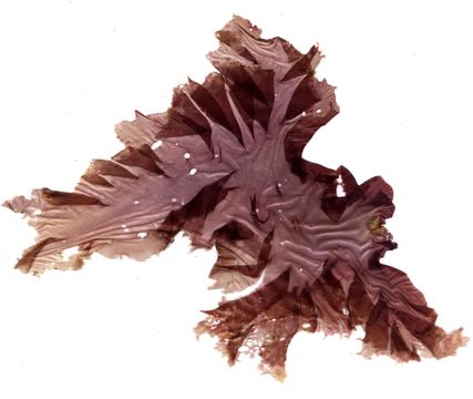 Image of <i>Pyropia perforata</i>
