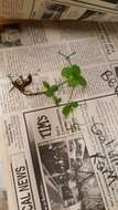 Image of boreal bedstraw