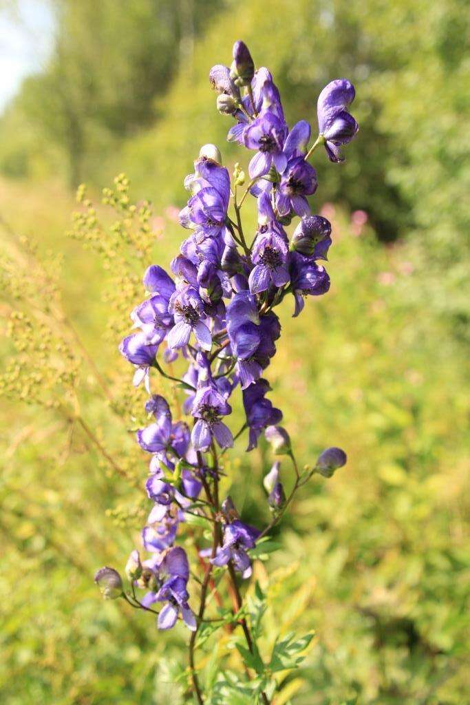 Слика од Aconitum napellus subsp. fissurae (E. I. Nyárády) W. Seitz