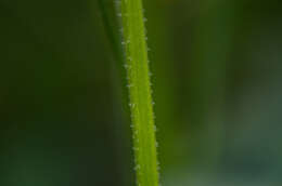 Plancia ëd Galium tricornutum Dandy