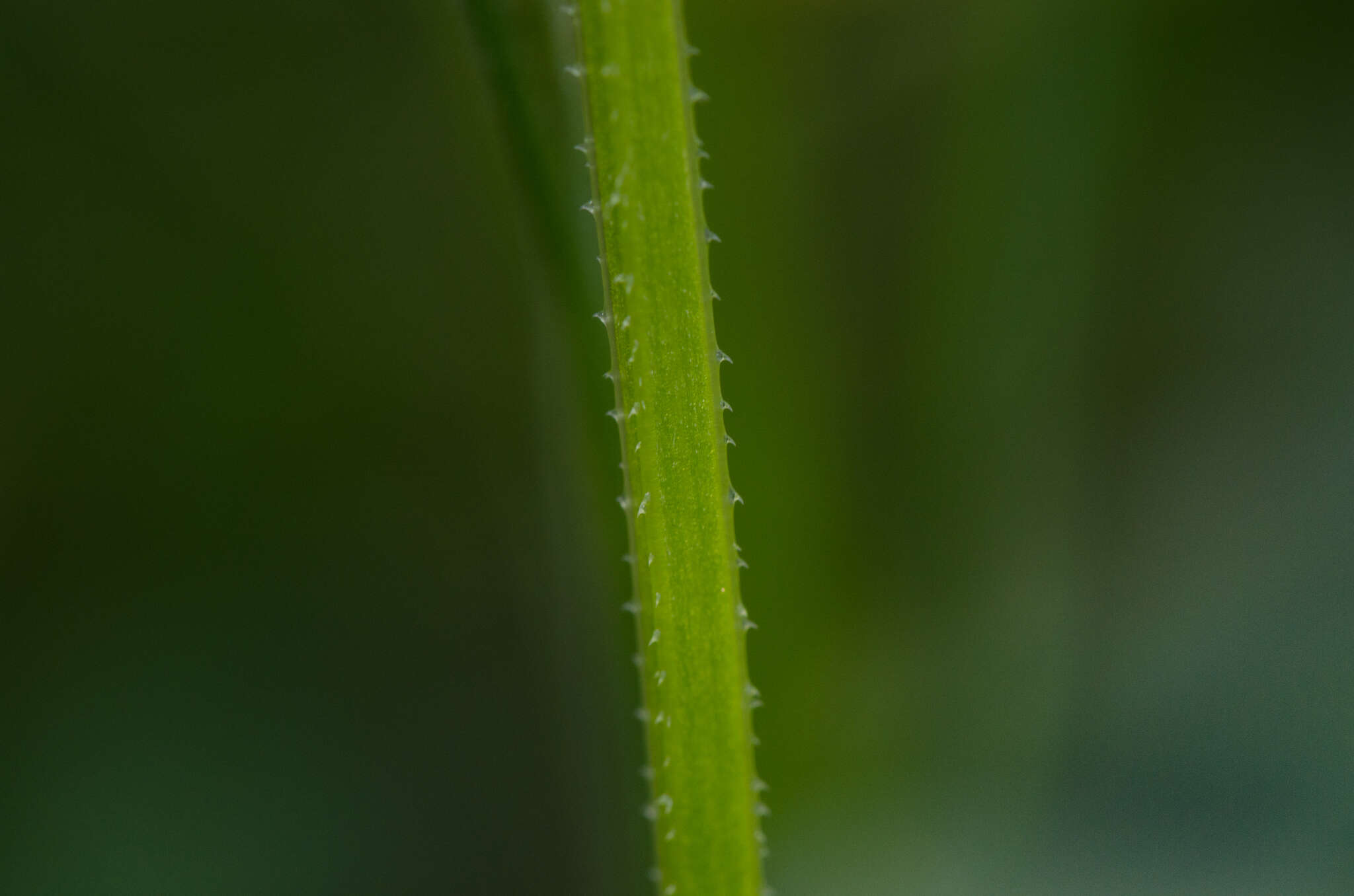 Plancia ëd Galium tricornutum Dandy