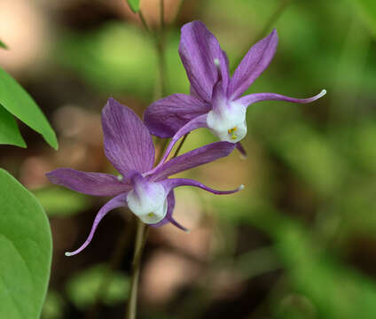 Image of Epimedium macrosepalum Stearn