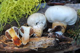 Image of Pholiota nubigena (Harkn.) Redhead 2014