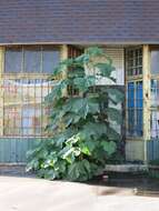 Image of Paulownia tomentosa (Thunb.) Steud.