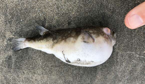 Image of Hong Kong Pufferfish