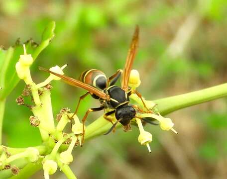 Image of Polistes pacificus Fabricius 1804