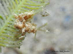 Image of Limenandra nodosa Haefelfinger & Stamm 1958