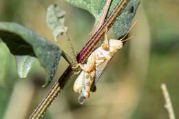 Слика од Aeoloplides tenuipennis (Scudder & S. H. 1897)