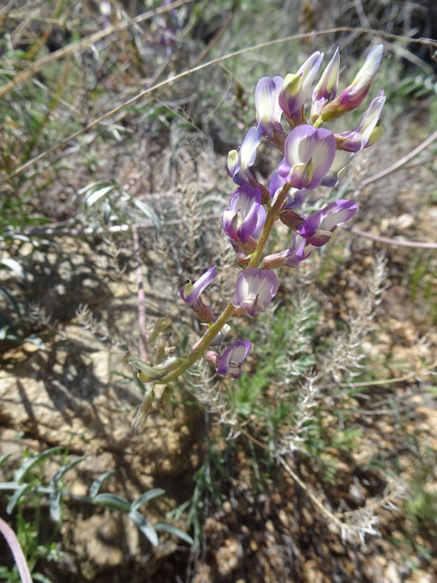 Imagem de Astragalus arizonicus A. Gray