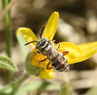 Triepeolus balteatus Cockerell 1921 resmi