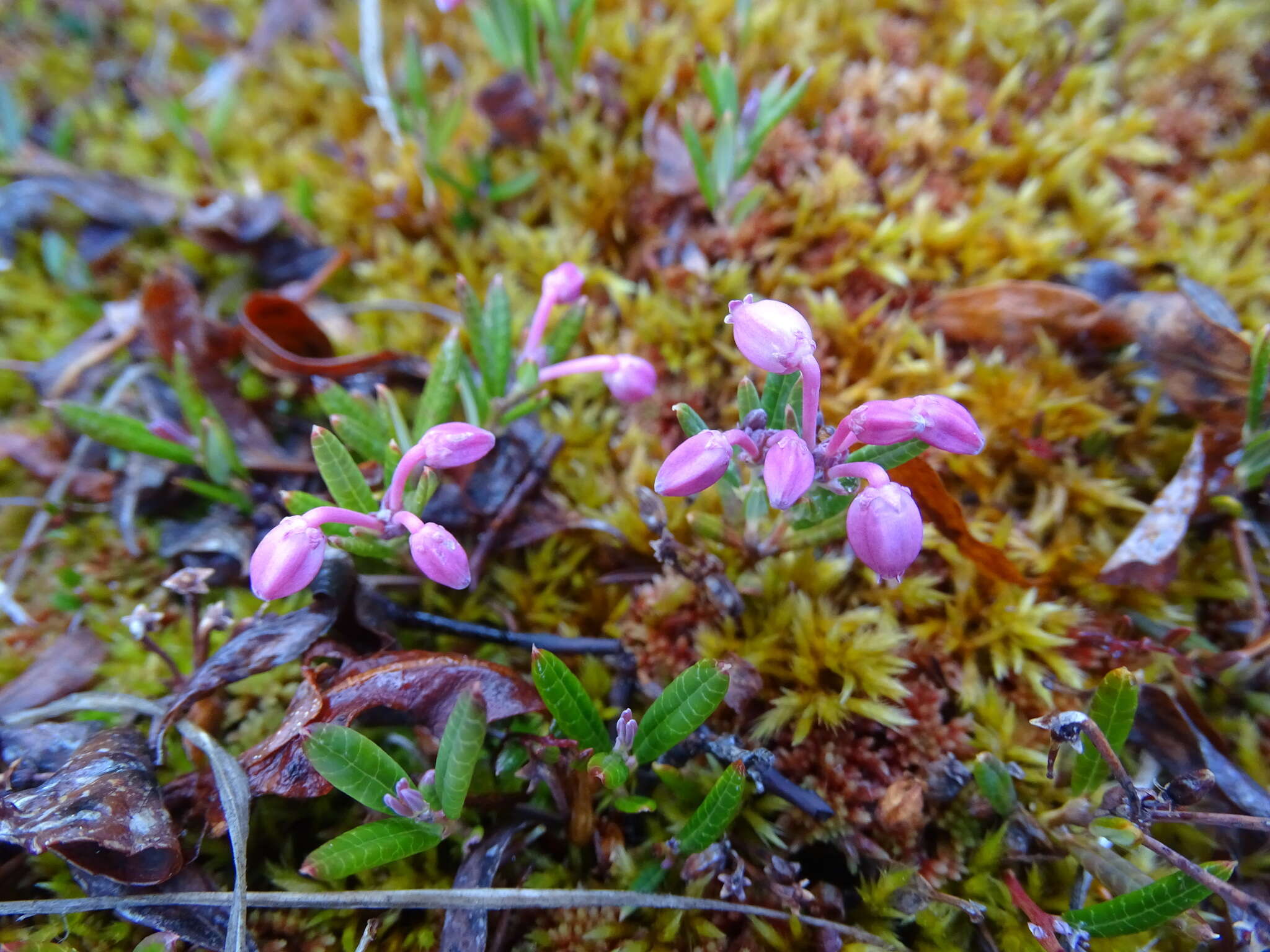 Image of <i>Andromeda <i>polifolia</i></i> var. polifolia