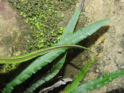 Image of Asplenium attenuatum R. Br.