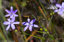 Image of Agrostocrinum hirsutum (Lindl.) Keighery