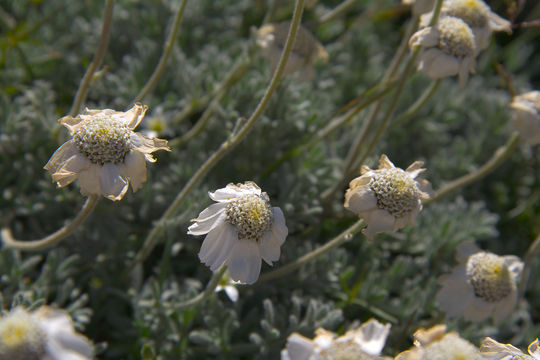 Image of <i>Achillea barrelieri</i> (Ten.) Sch. Bip.