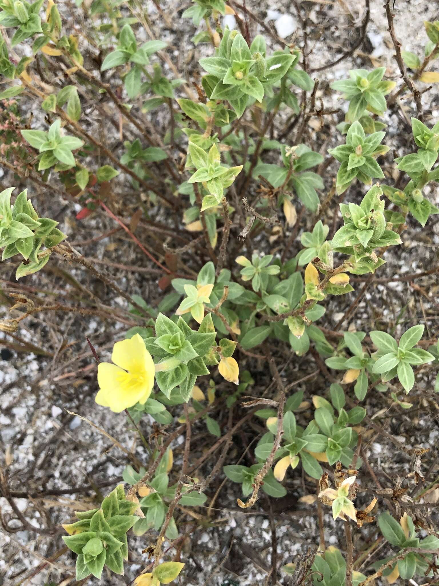 Image of seabeach evening primrose