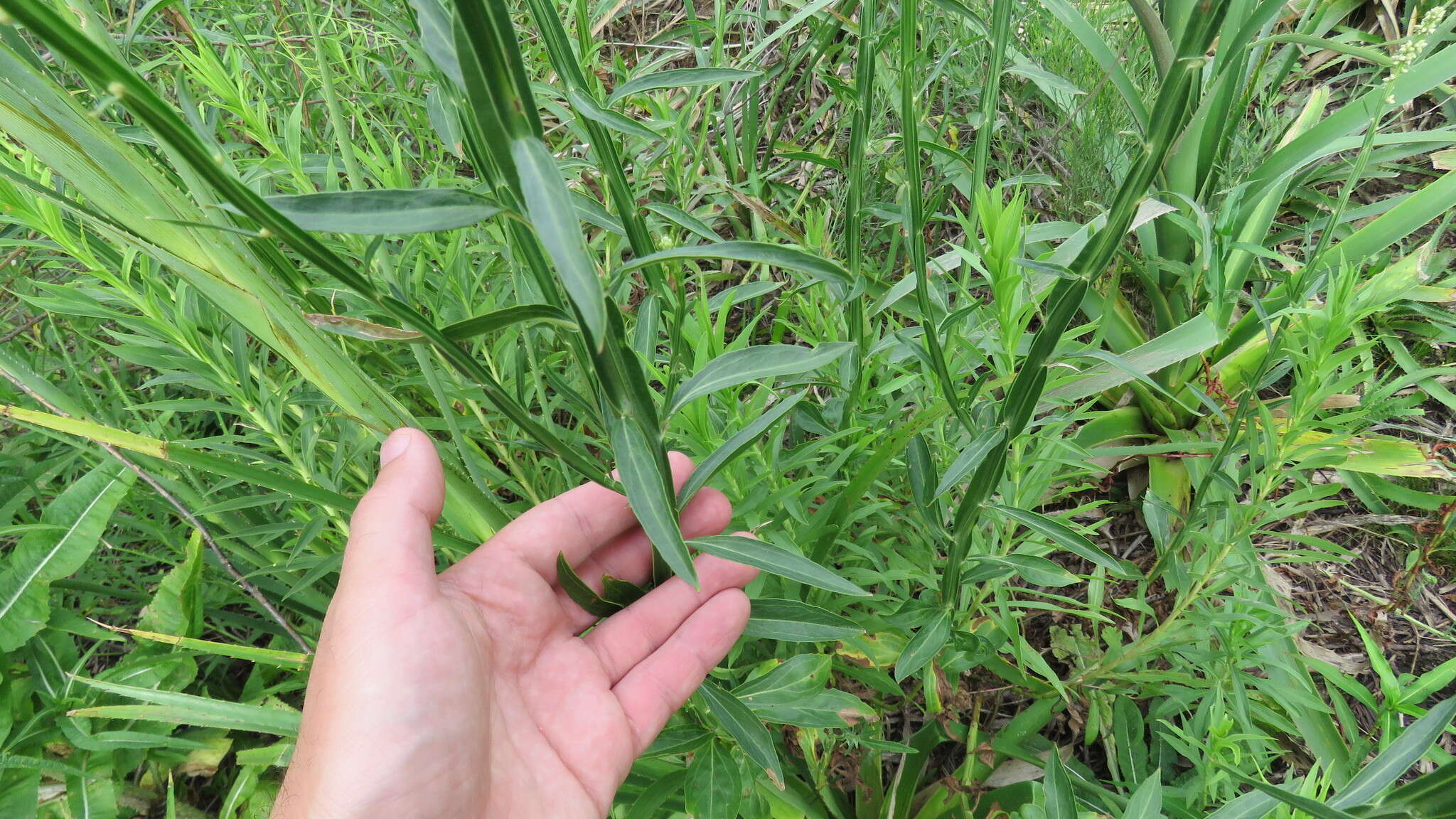 Image de Baccharis phyteumoides (Less.) DC.