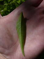 Image of Climbing-Dogbane