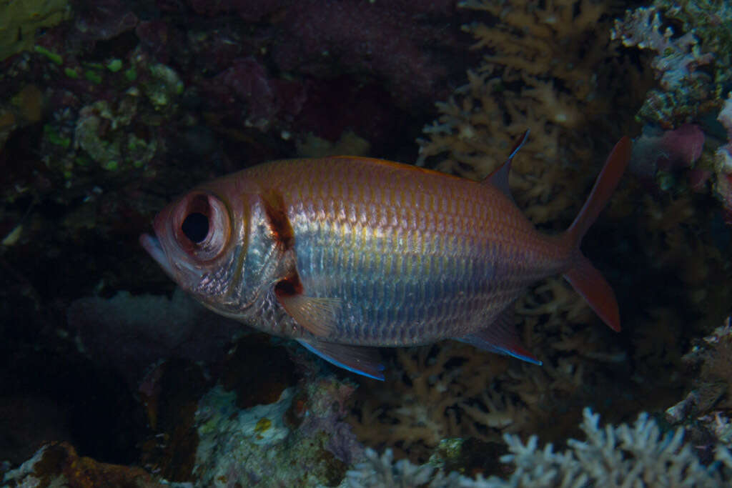 Image of Epaulette soldierfish