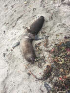 Image of northerns sea lions