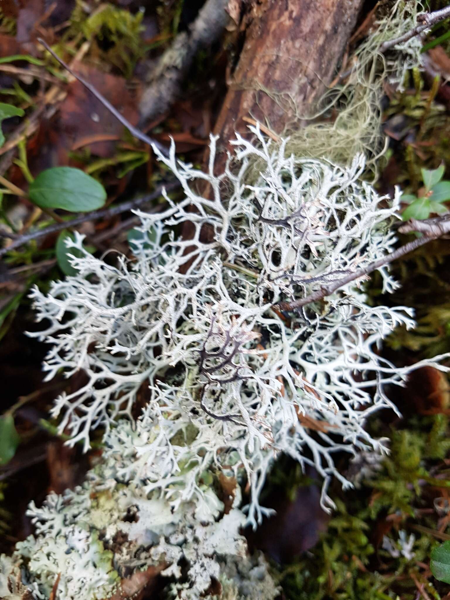 Image of light and dark lichen