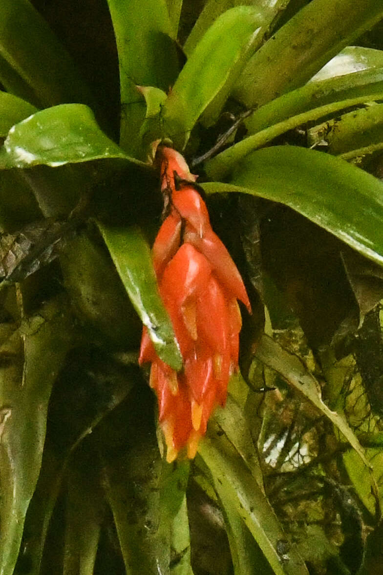 Image of Guzmania jaramilloi H. Luther