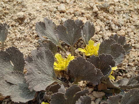 Image of Ranunculus paucifolius T. Kirk