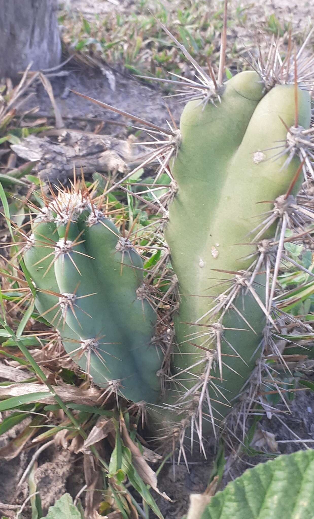 Image de Cereus jamacaru subsp. jamacaru