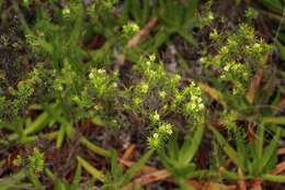 Image of Diosma aristata I. Williams