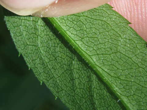 Image of Lindley's aster