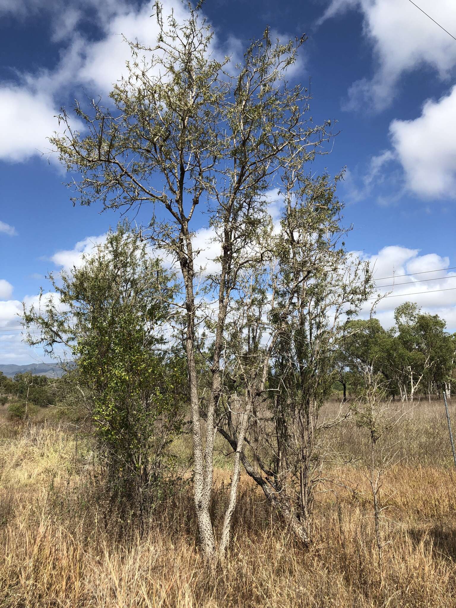 Plancia ëd Dolichandrone alternifolia (R. Br.) Seem.