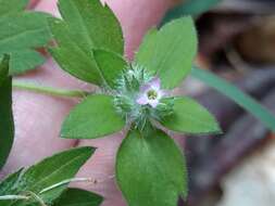 Image of variableleaf collomia