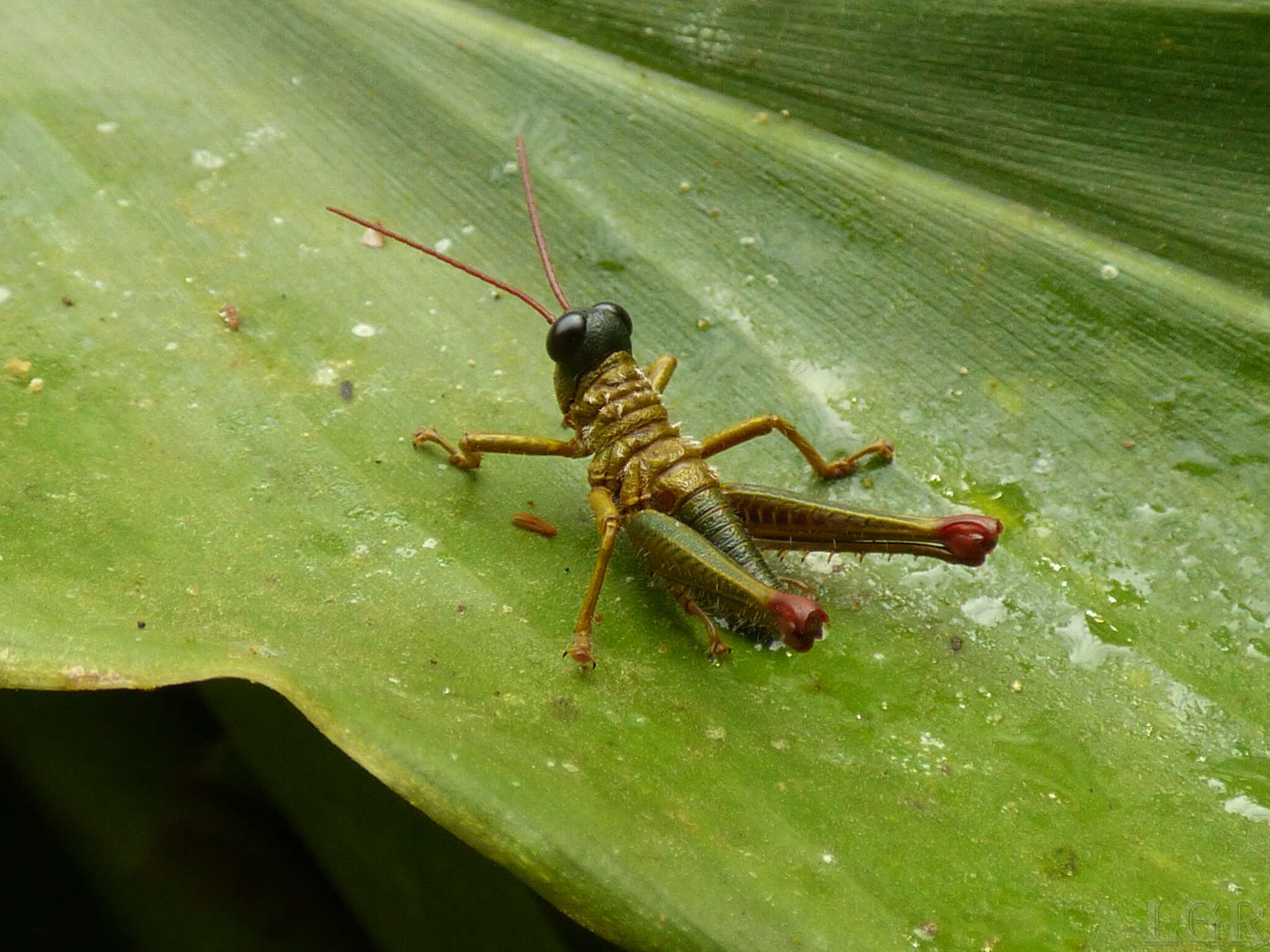 Rhytidochrota risaraldae Descamps & Amédégnato 1973 resmi