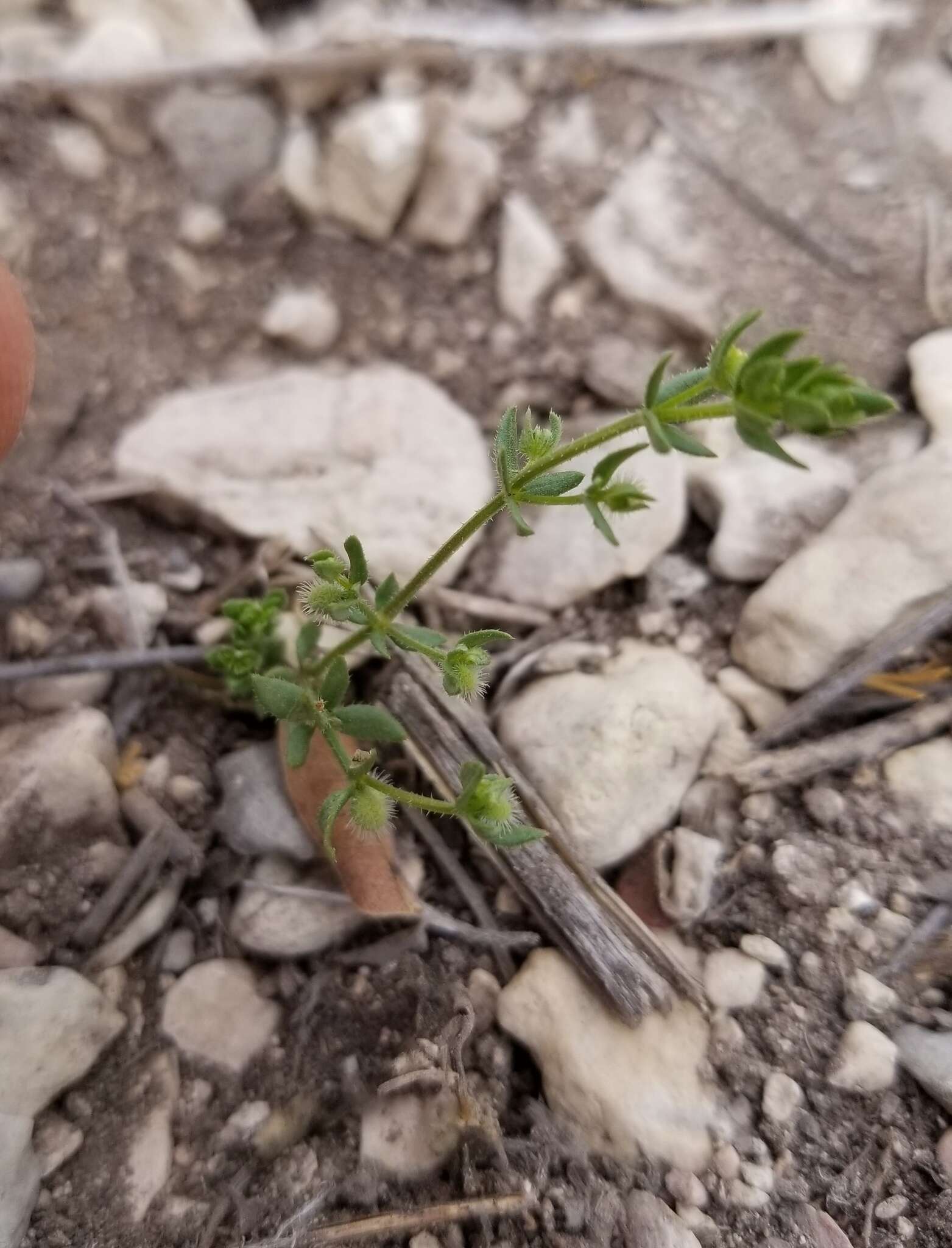 Image of limestone bedstraw