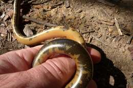 Image of Zambezi Blind Snake