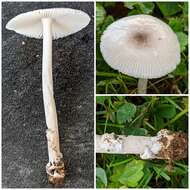 Image of Amanita virginiana (Murrill) Sacc. & Trotter 1925