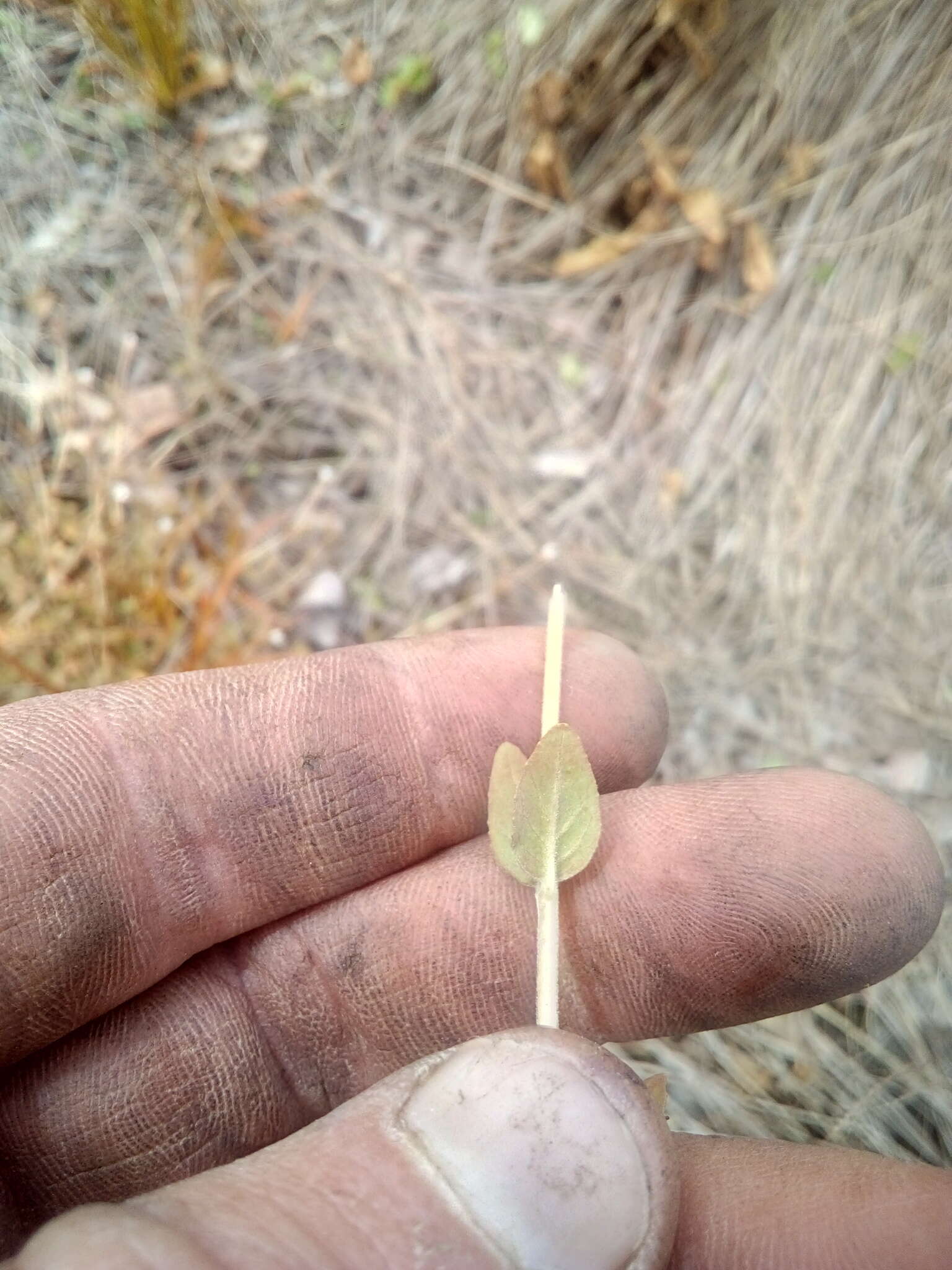 Image de Epilobium insulare Hausskn.