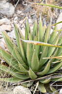 Image de Agave gracilipes Trel.