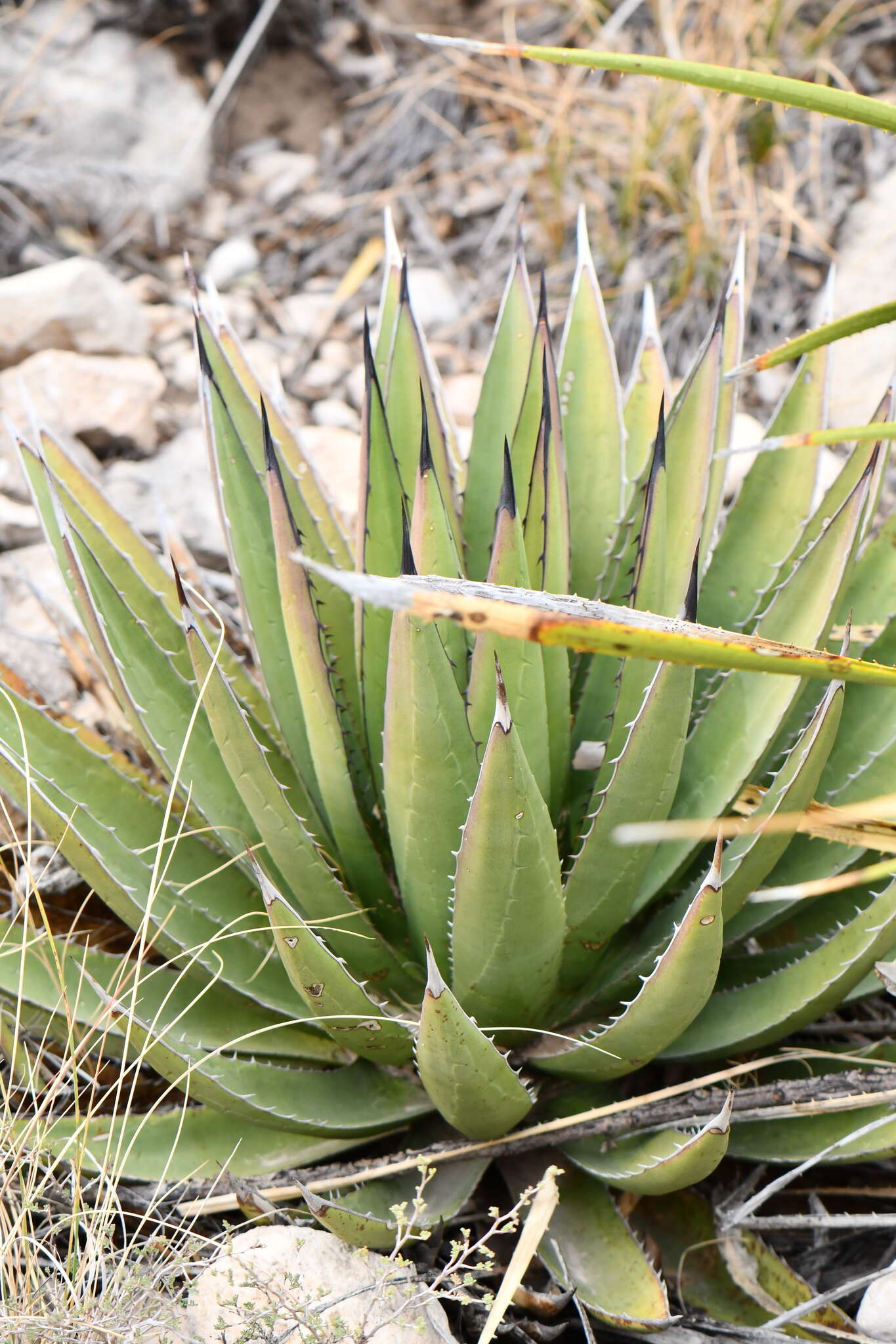 Image de Agave gracilipes Trel.