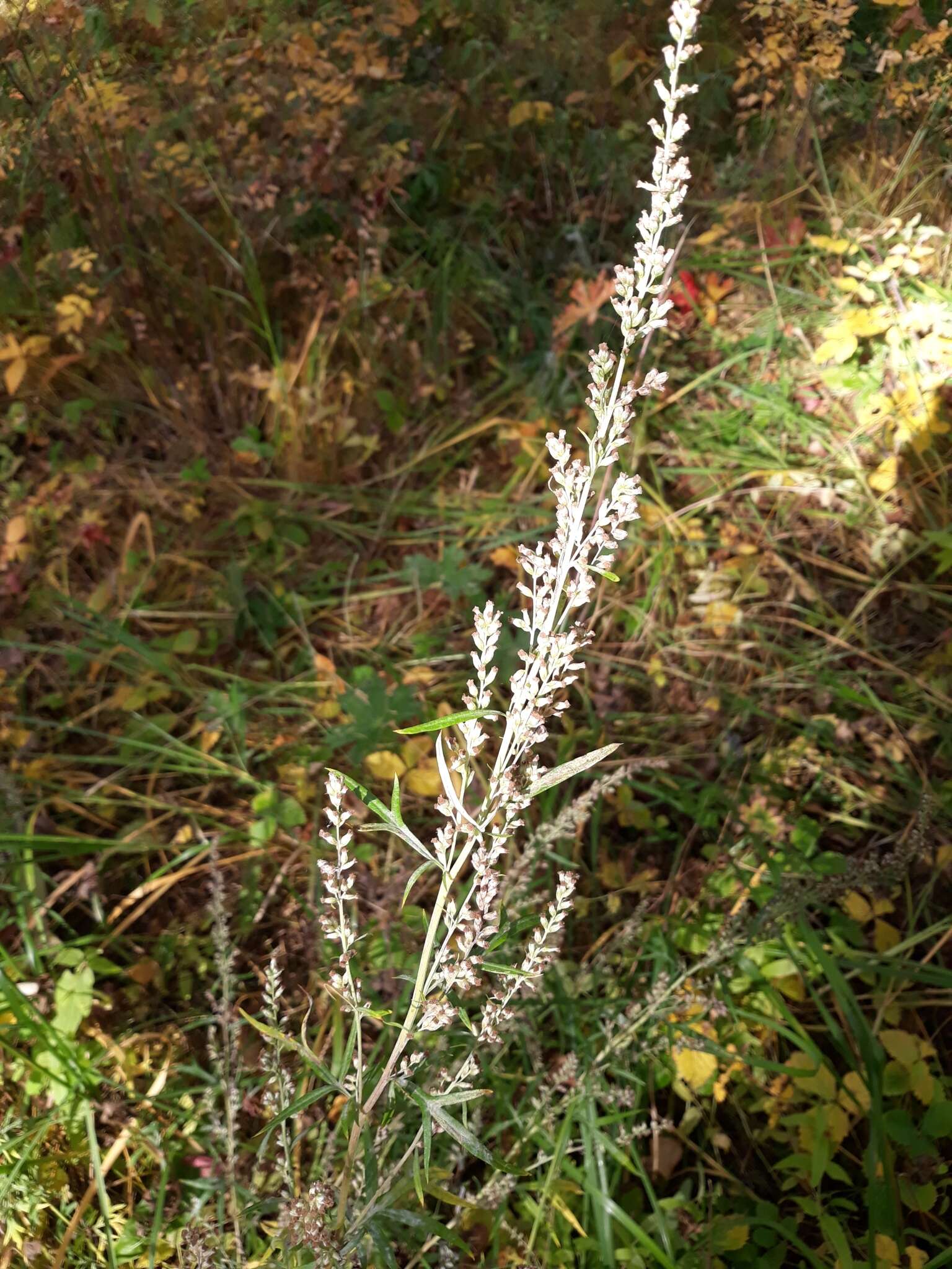 Imagem de Artemisia mongolica (Fischer ex Bess.) Nakai