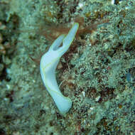 Image of Yellow edged transluscent slug