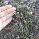 Helianthemum georgicum Juzepczuk & Pozd. resmi