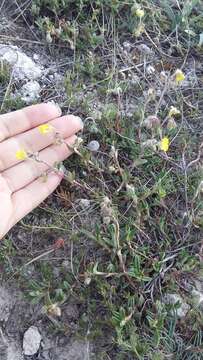 Image of Helianthemum georgicum Juzepczuk & Pozd.