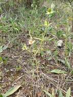 Image of Helianthemum ledifolium (L.) Miller