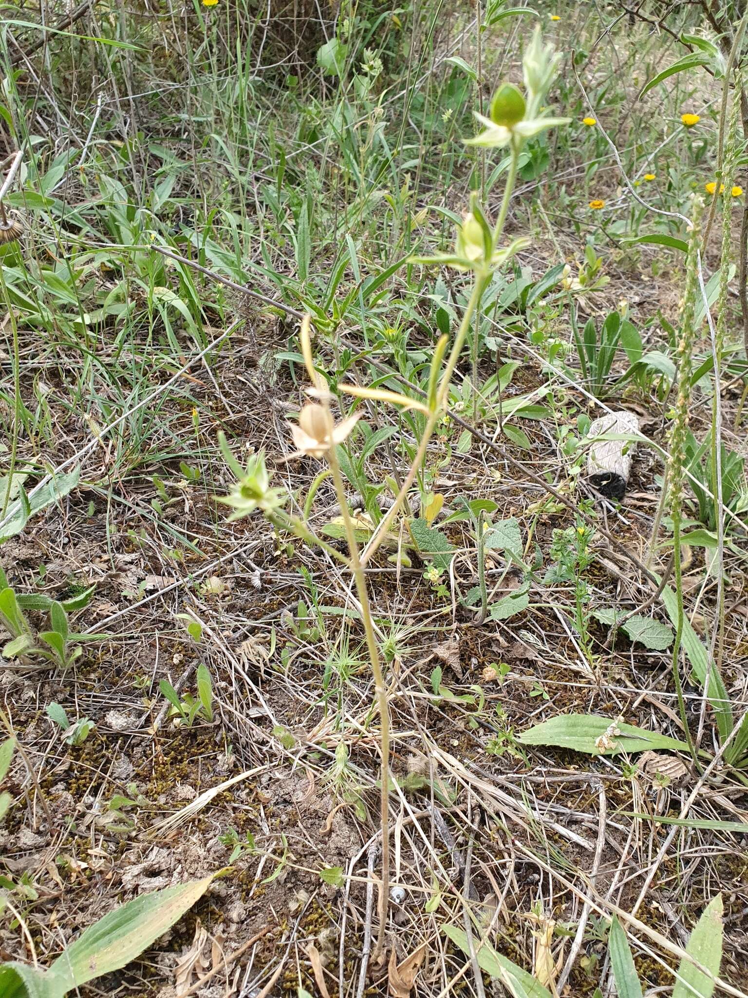 Helianthemum ledifolium (L.) Miller resmi